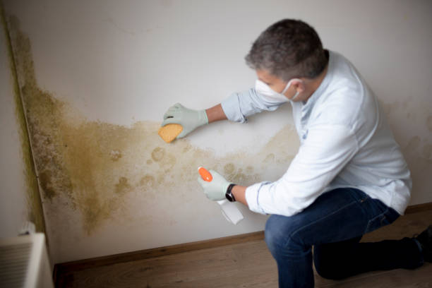 Munising, MI Mold Removal Company
