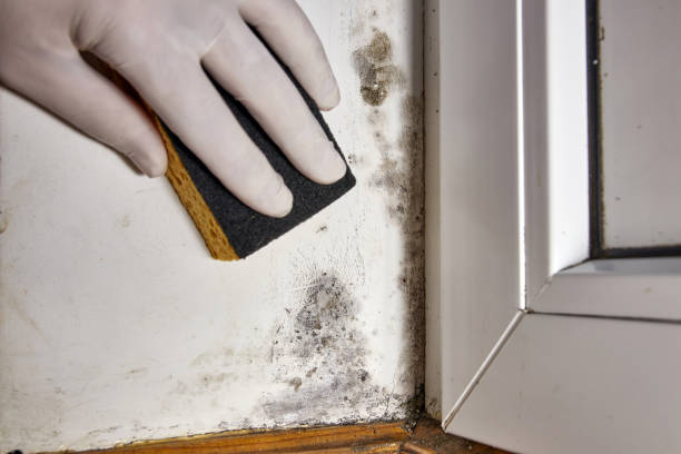 Best Forensic Mold Investigation  in Munising, MI